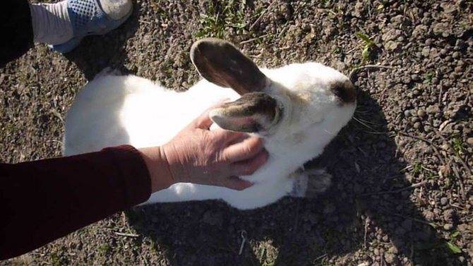 Понос у кроликов и крольчат: причины, что делать, как лечить в домашних условиях