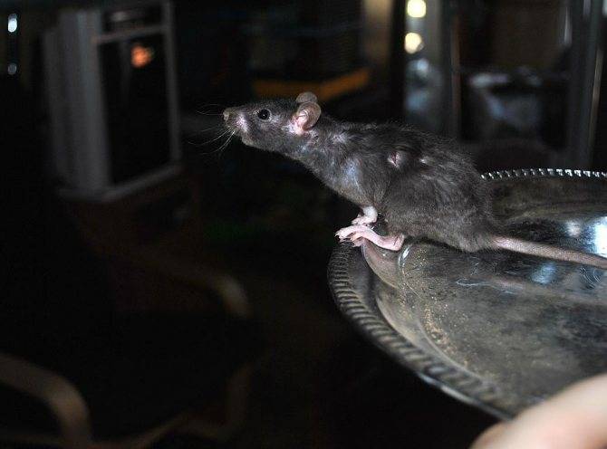 Как ухаживать за домашней крысой? правила содержания ручных крыс в домашних условиях. что нужно знать о кормлении декоративных крыс?
