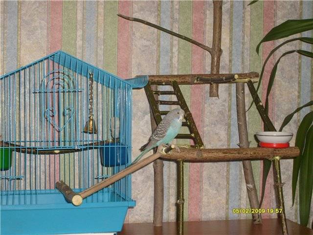 Кормушки для попугаев: выбор и изготовление самодельной кормушки
