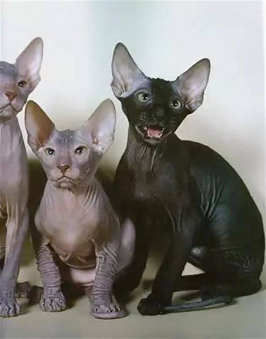 Лысые кошки: породы, уход и характер