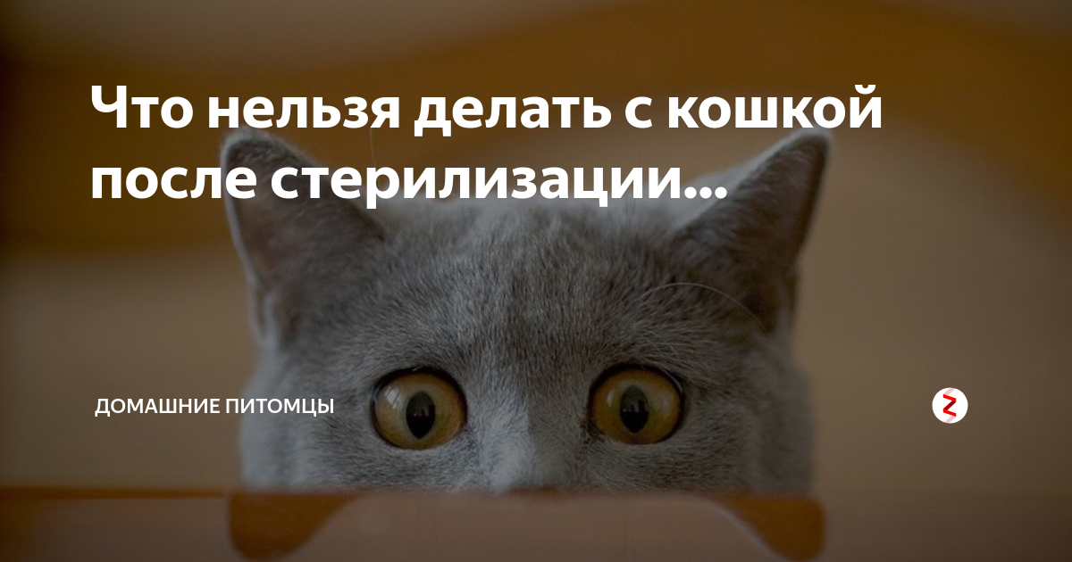 10 «нельзя» для хозяина кошки. уход, питание, кормление. фото — ботаничка.ru