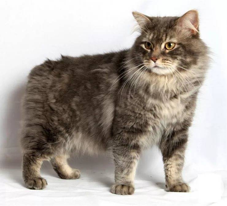 Мэнская кошка (мэнкс), кошка без хвоста, описание породы