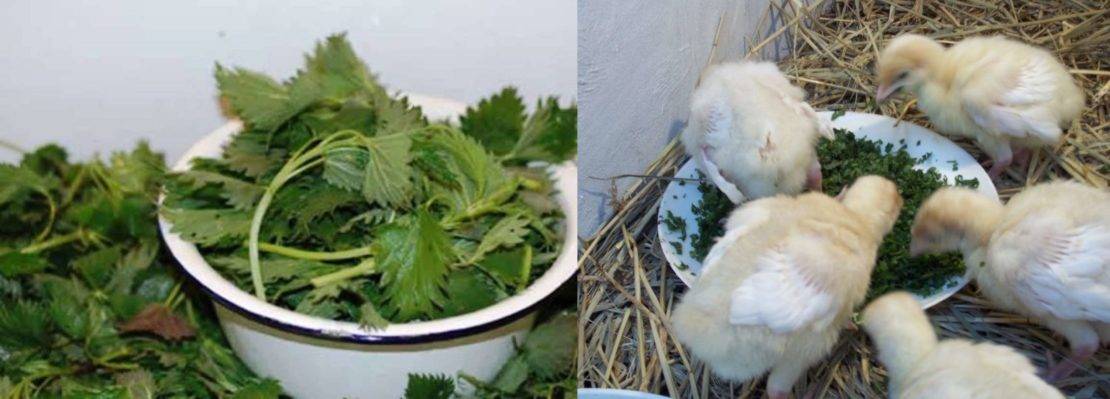 Можно ли давать кроликам сныть: польза или вред, как правильно кормить травой?