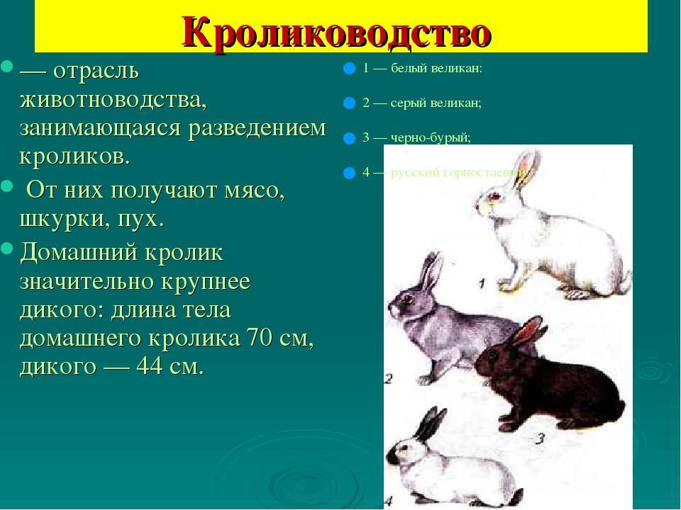 Кролик, порода русский горностаевый