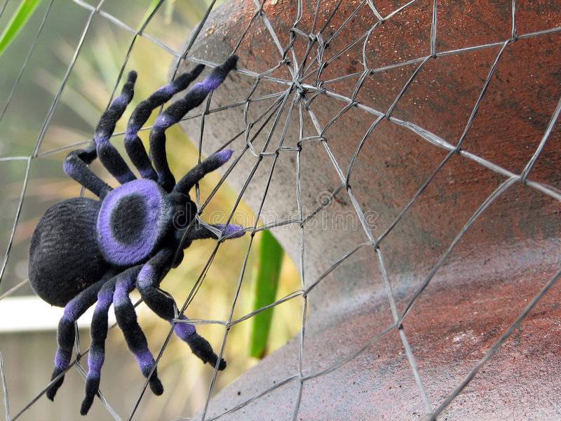 Как паук плетет паутину: где она образуется, из чего состоит, зачем нужна