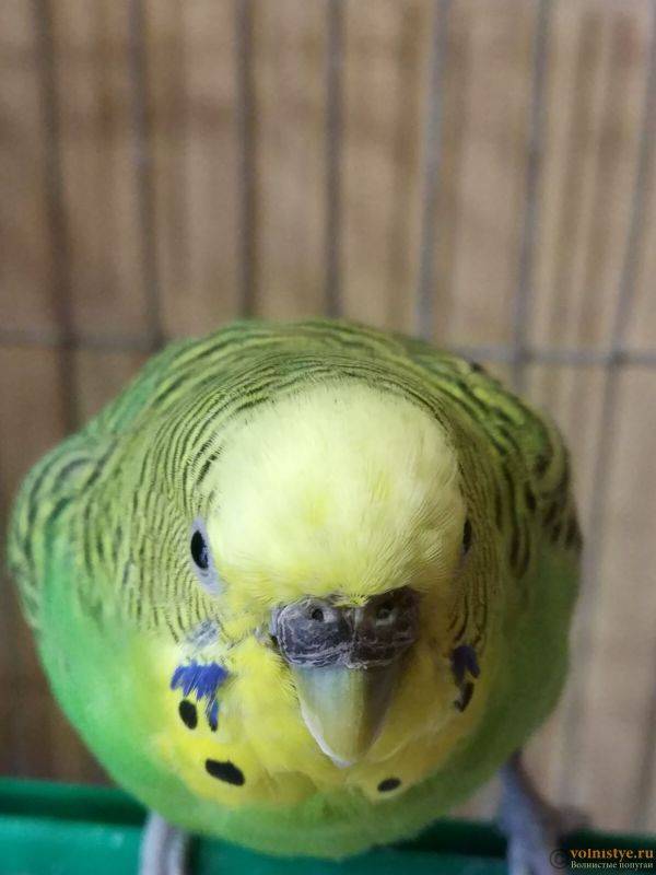 Лечение кнемидокоптоза у попугаев. поражение чесоточным клещом