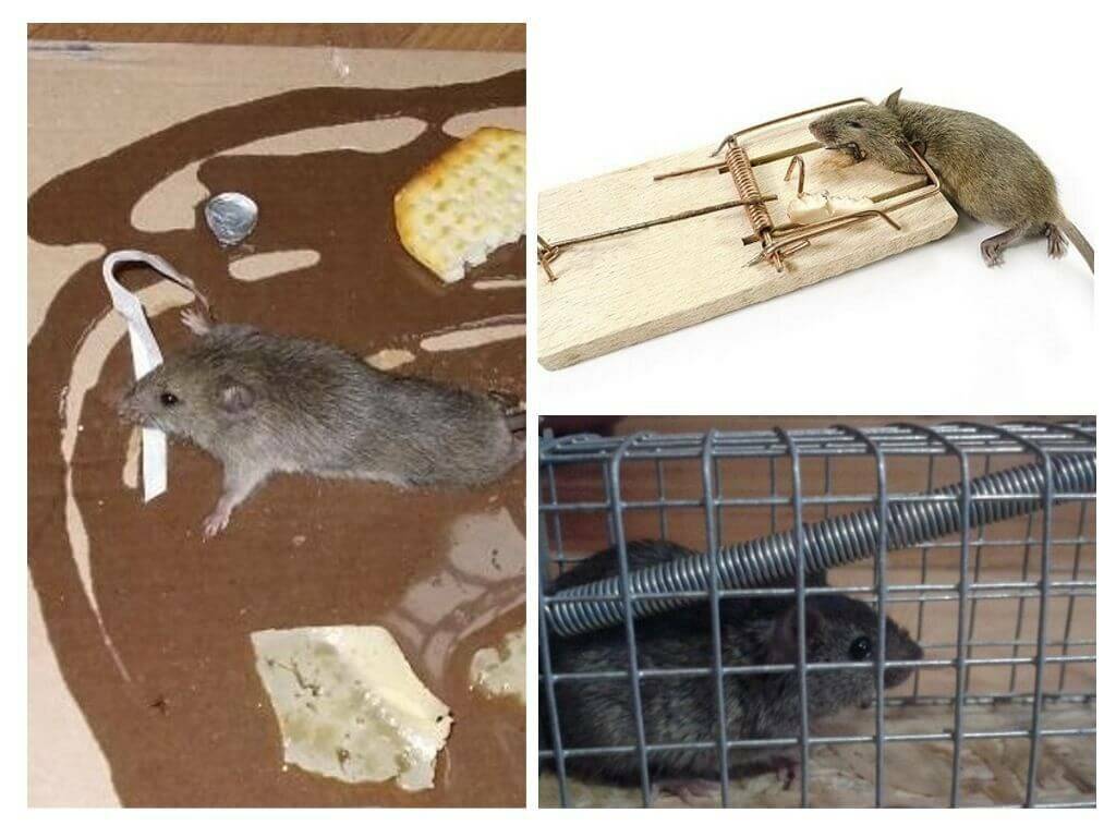 Во что и как можно поиграть с домашней крысой