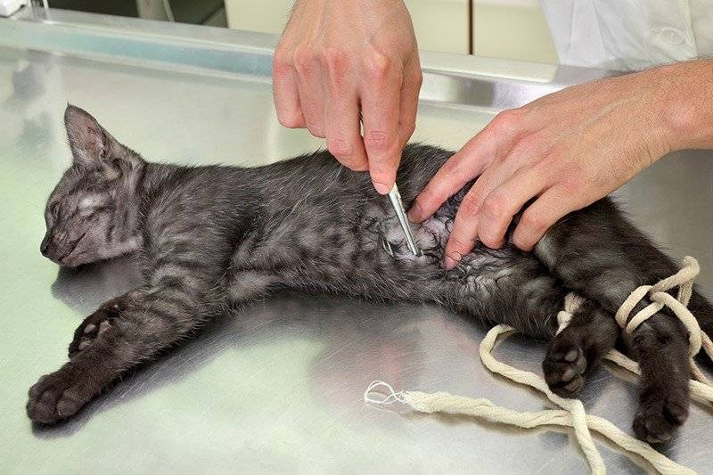 Стерилизация домашних животных в клинике и на дому - "айлендвет"