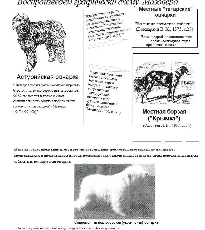 Южнорусская овчарка: описание породы собак