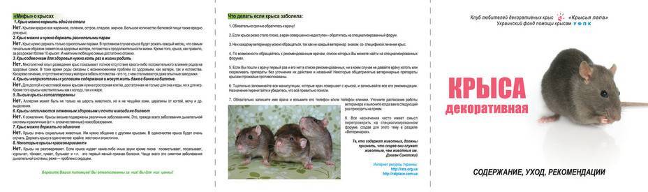 Болезни крыс и их лечение