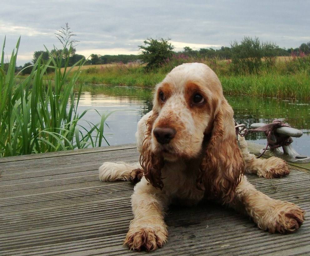 Порода собак английский кокер спаниель: фото, видео, описание породы и характер