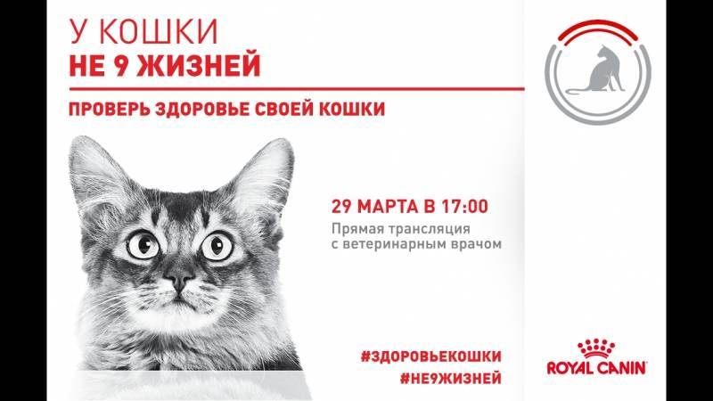 Проблемные породистые кошки и как с ними жить. методичка для начинающих хозяев - новости - 66.ru