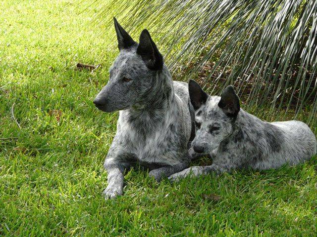 Дрессировка и воспитание щенка австралийского хилера по месяцам