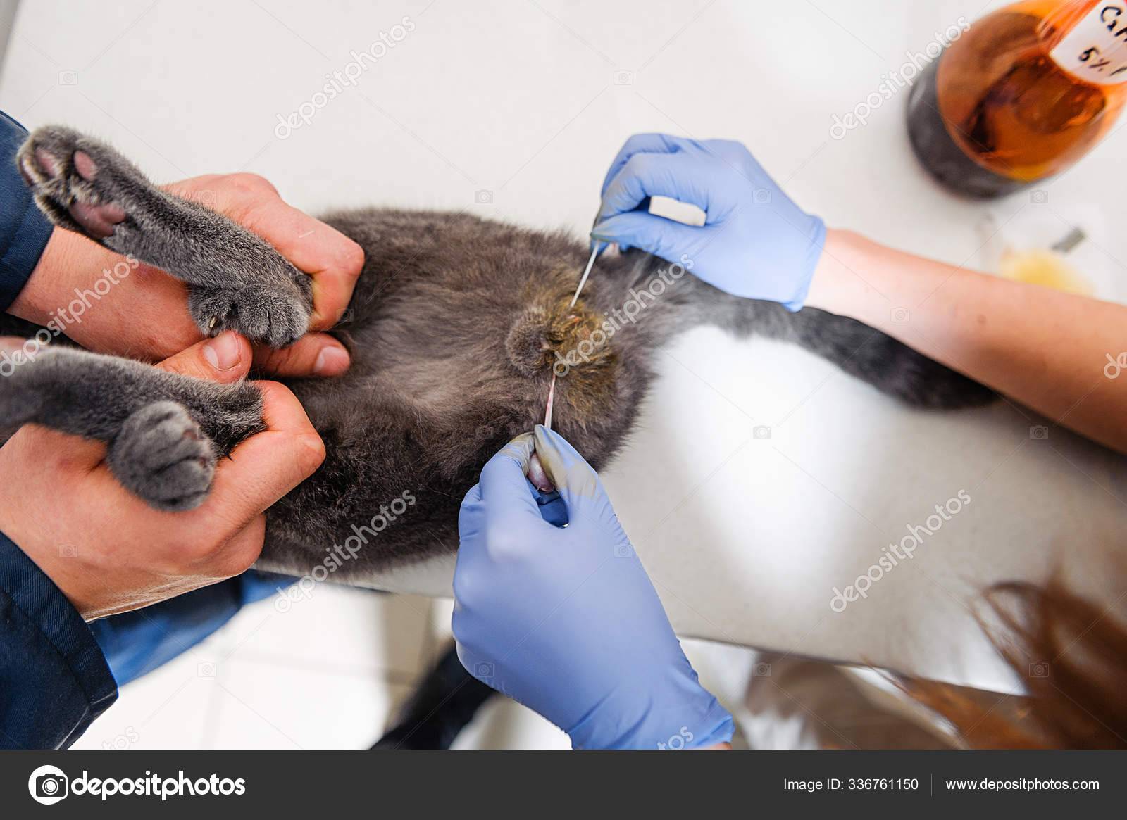 В каком возрасте стерилизуют кошек