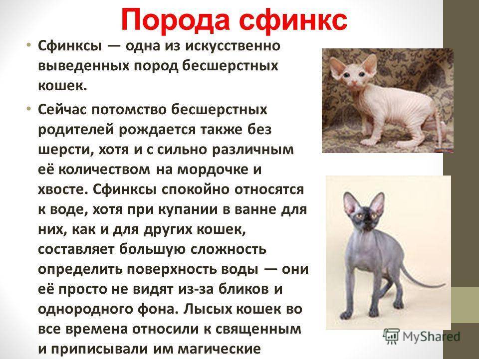Сфинкс кошка презентация