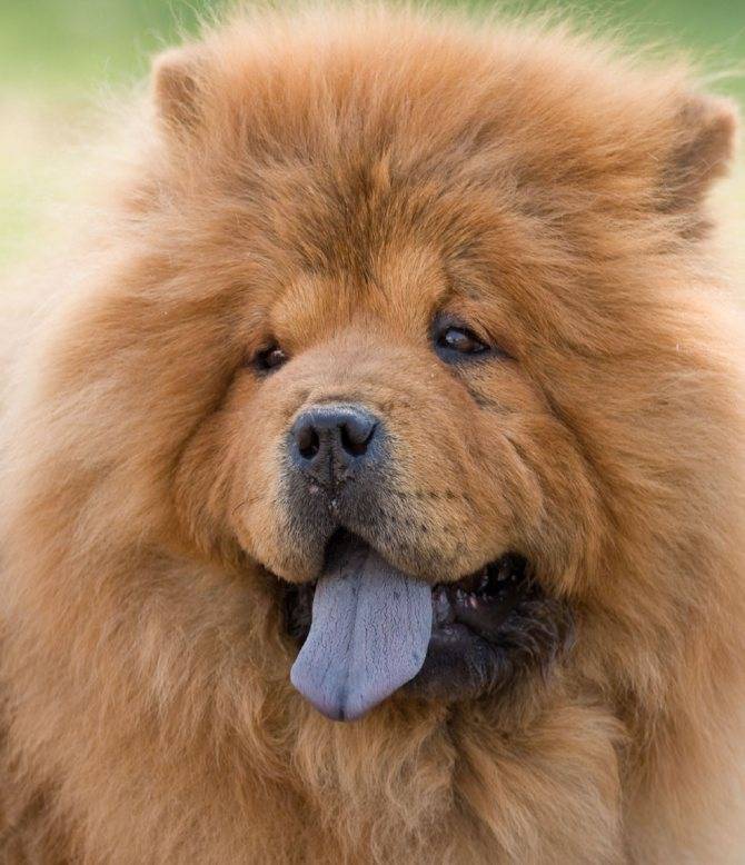Чау-чау – описание породы собак с синим языком - kotiko.ru