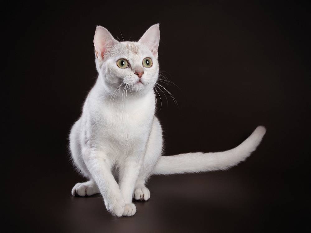 Короткошерстные кошки: разные породы кошек с короткой шерстью