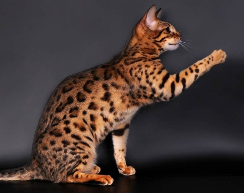 Кошка похожая на леопарда — как выглядят породы с пятнистым окрасом