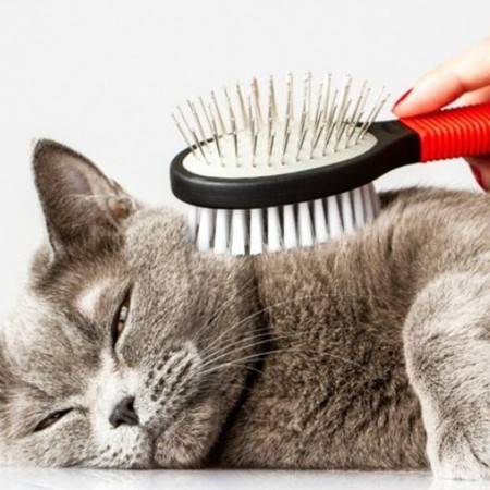 Вычёсывание - уход за шерстью кошки | блог ветклиники "беланта"
