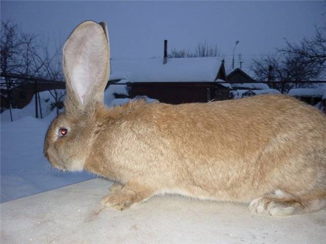 Кролики породы обер: как ухаживать и чем кормить