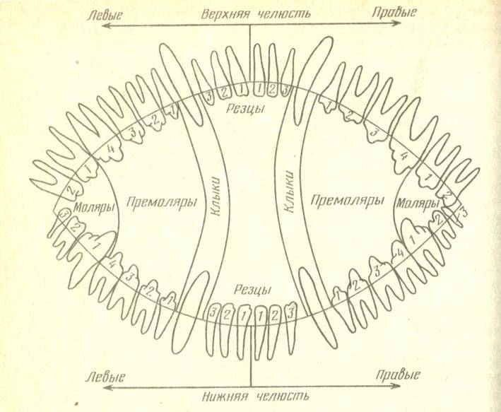 Зубы собак схема