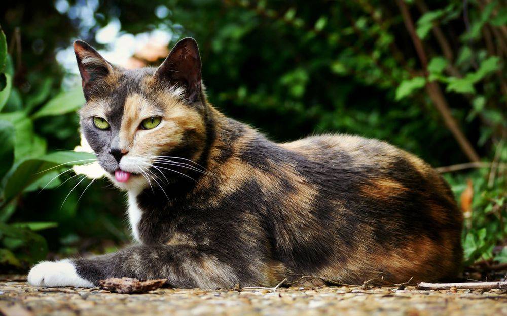 Трёхцветная кошка: приметы — к счастью ли держать в доме?