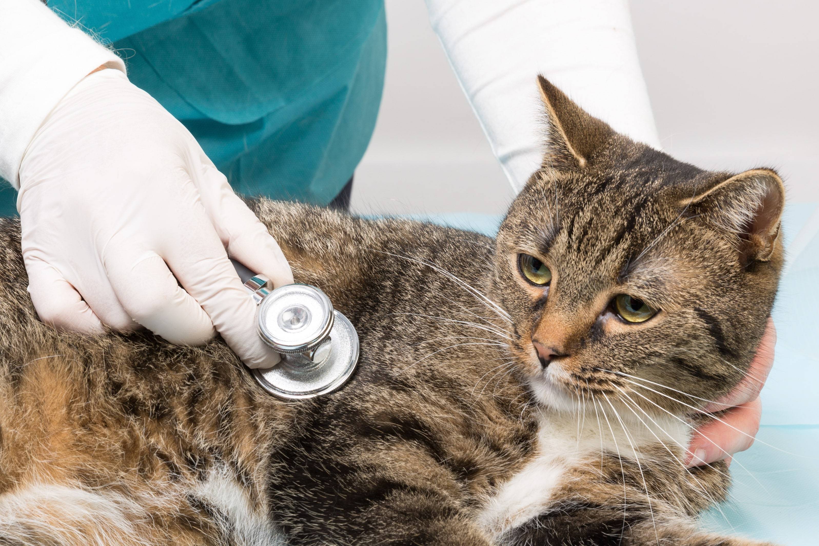 Отравление котёнка: что делать, симптомы и лечение, профилактика