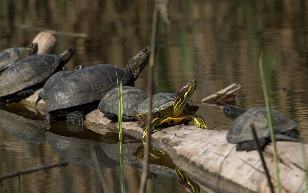 Откуда появились черепахи и где находится их родина?