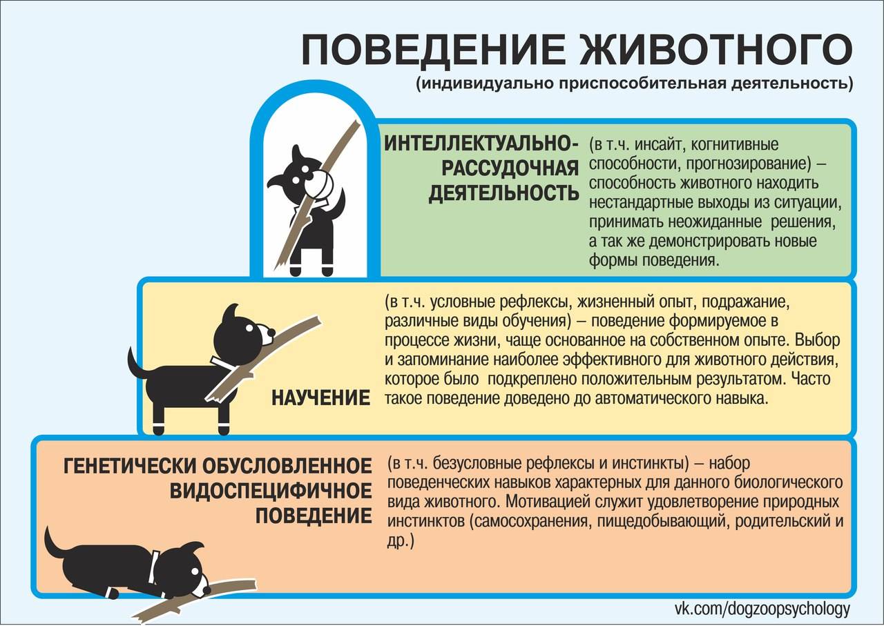 Стрессы у собак и кошек. реферат. сельское хозяйство. 2015-04-25