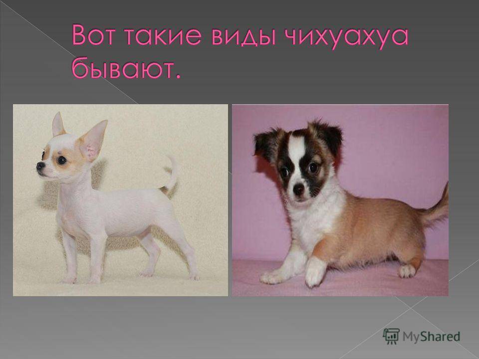 Как выглядит собака чихуахуа: характеристика внешности и поведения породы