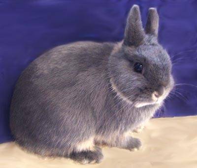 Цветной карликовый кролик: как ухаживать и чем кормить