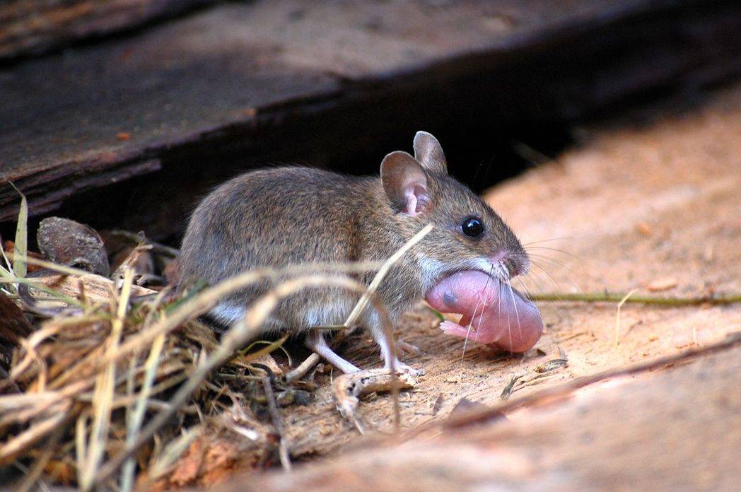 Домашняя мышь — описание, виды, чем питается