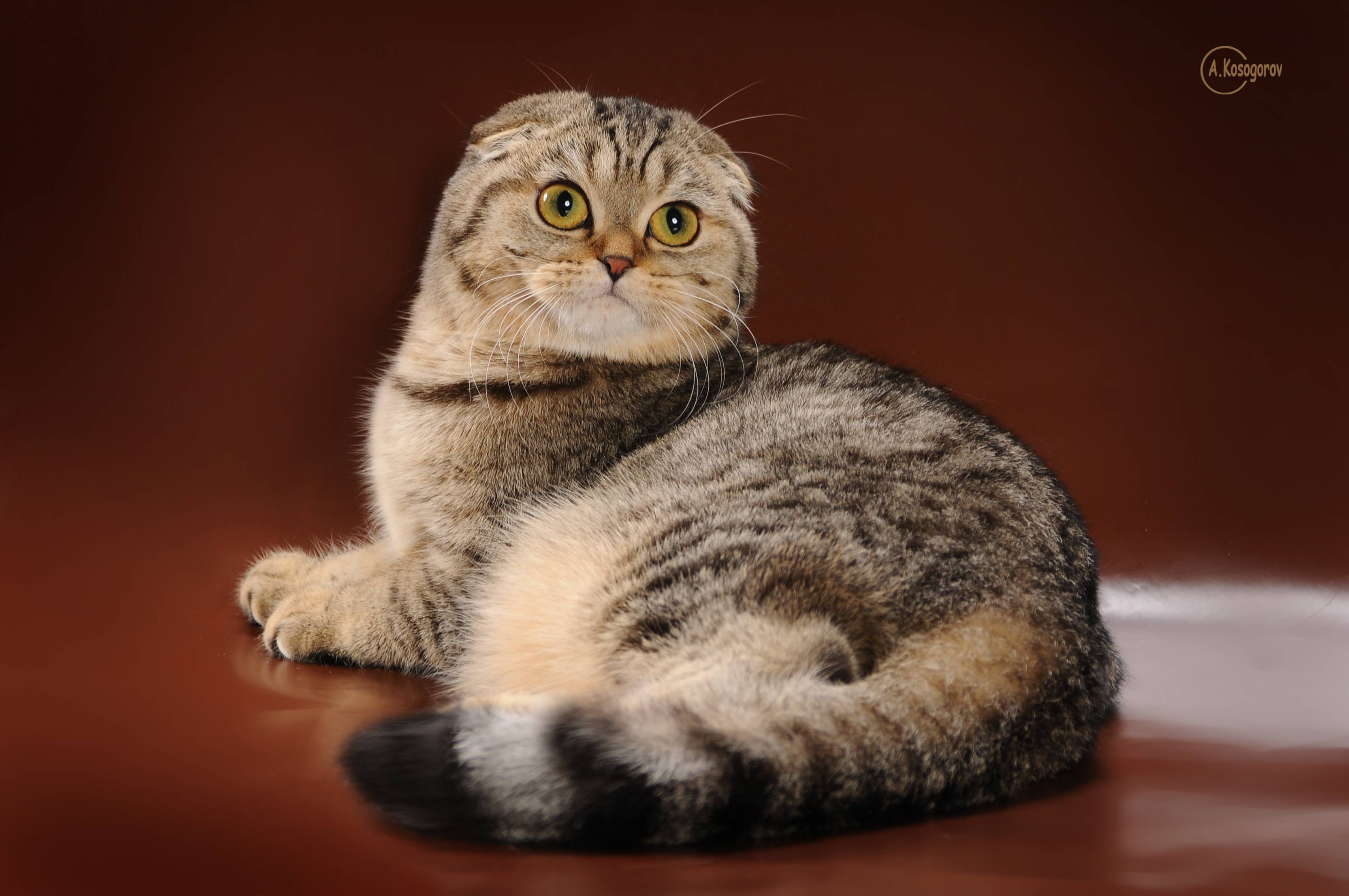Вислоухие короткошерстные кошки скоттиш-фолд — все о них » муркотики
