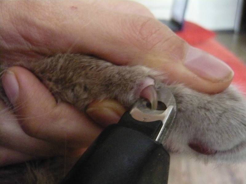 Как правильно подстричь когти кошке в домашних условиях
