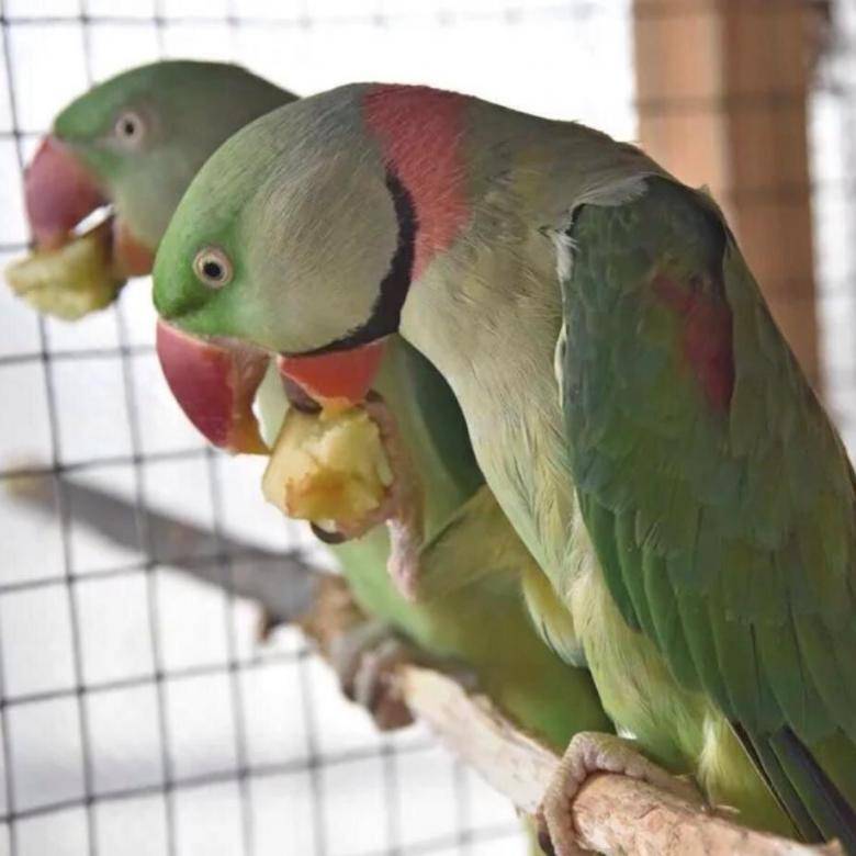 Александрийский попугай: описание, содержание дома, фото
