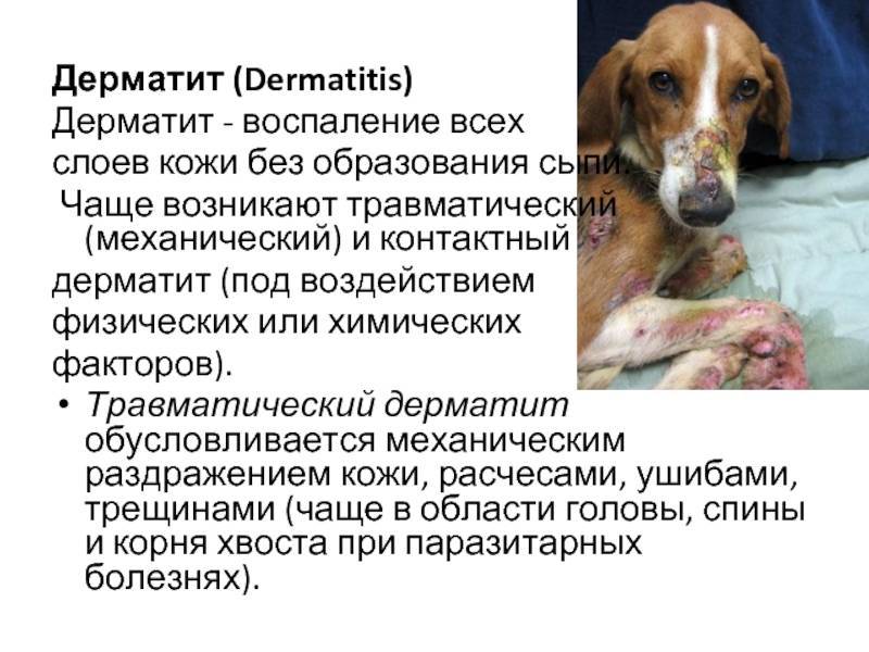 Дерматит у собаки. причины появления и способы лечения