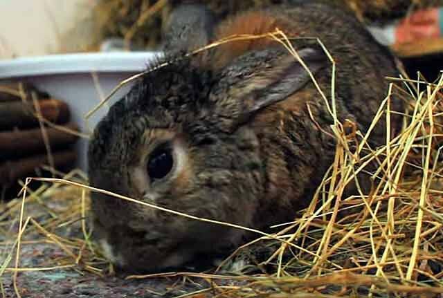 Сено для кроликов: полезные свойства, состав, опасные растения, организация кормления, что еще включить в рацион