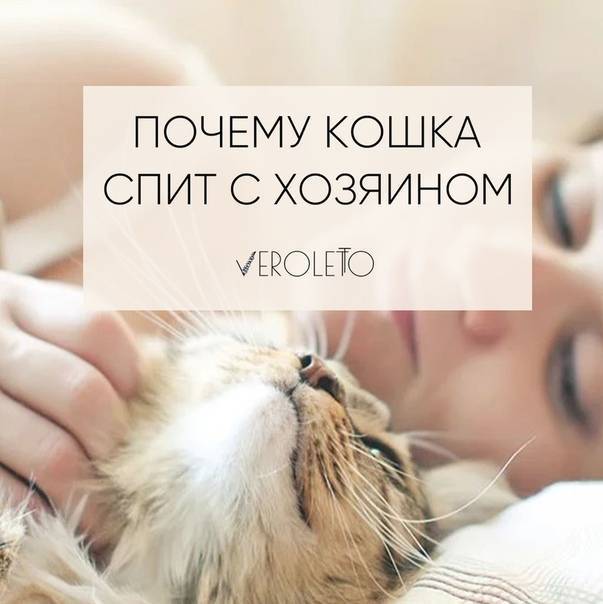 Почему нельзя обнимать и целовать котов и кошек