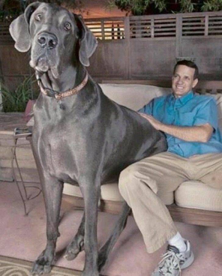 Фото самых больших собак фото с