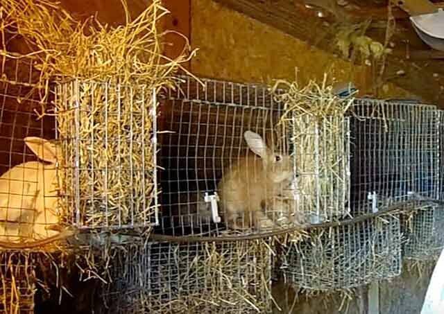 Заготовка сена для кроликов и грызунов - домашние животные