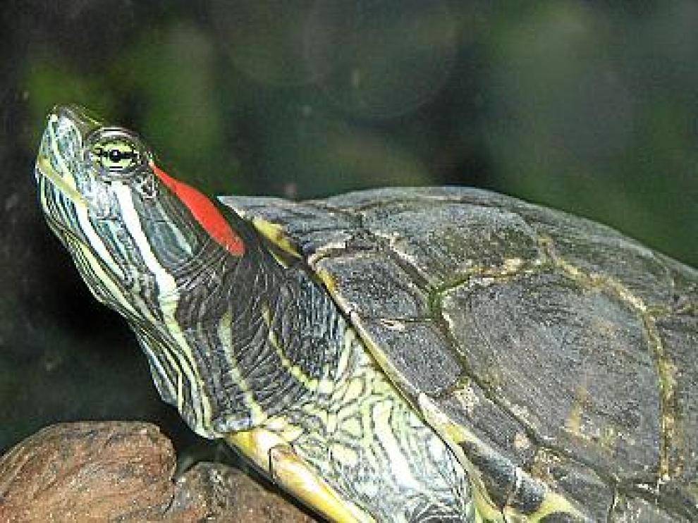 Болезни красноухих черепах: симптомы и лечение заболеваний