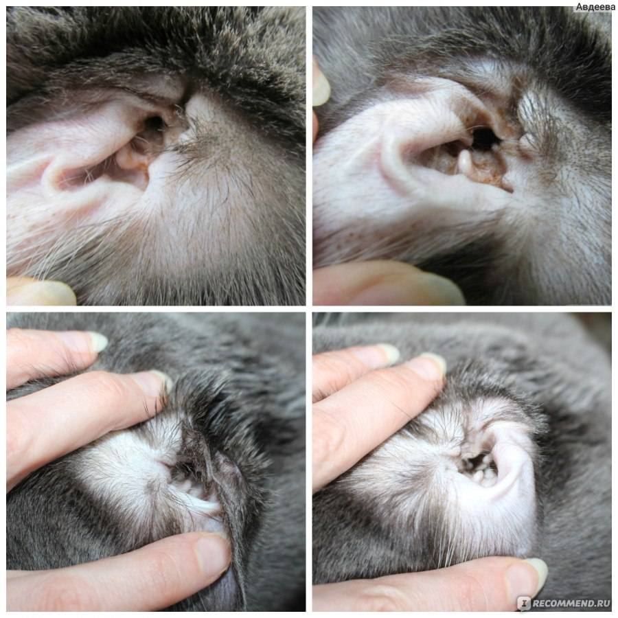Ушной грибок у кошек | апиценна
