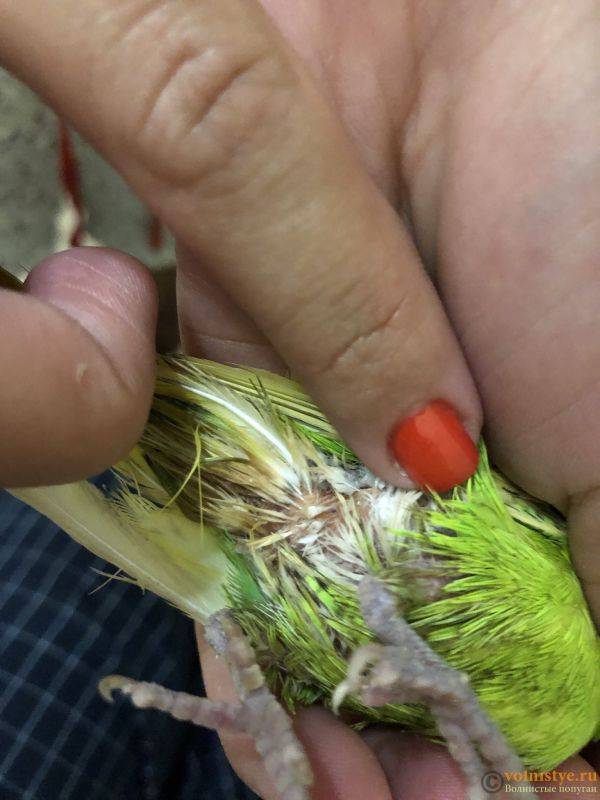Блохи у попугаев - как вывести в домашних условиях
