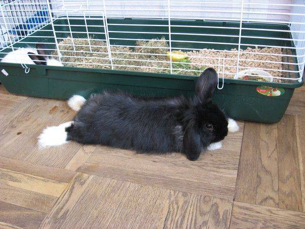 Кролик дома плюсы или минусы: стоит ли заводить декоративного кролика