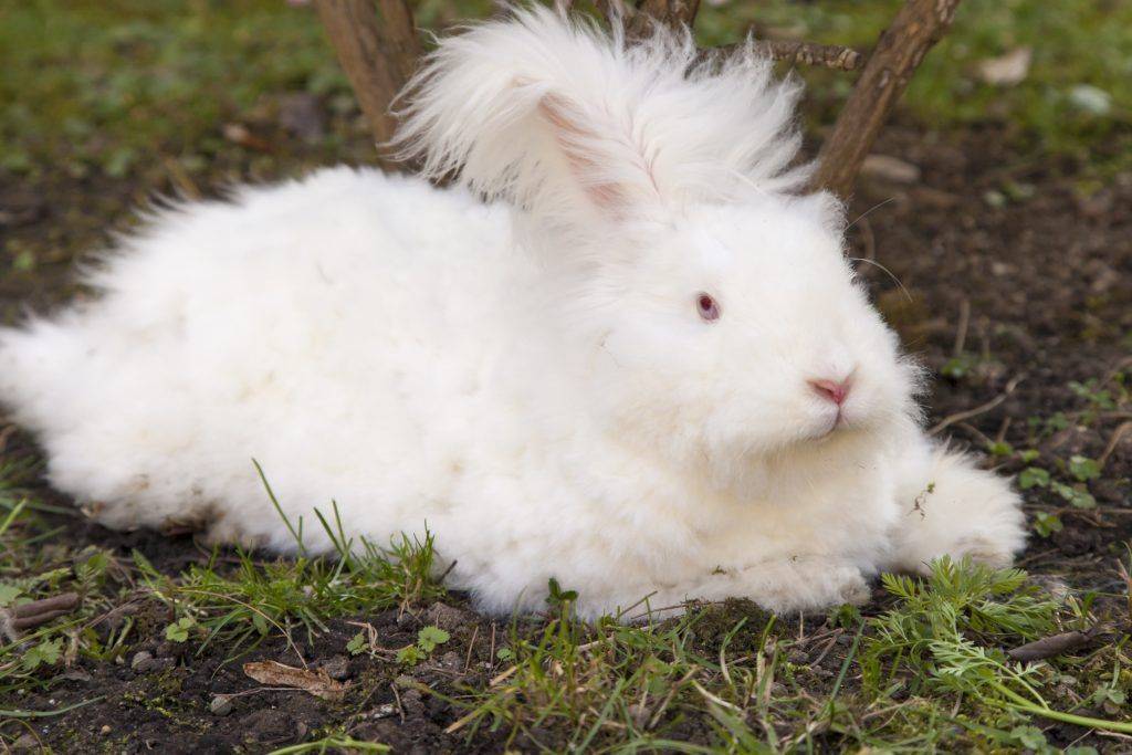 Ангорский кролик — самая пушистая порода в мире (34 фото)