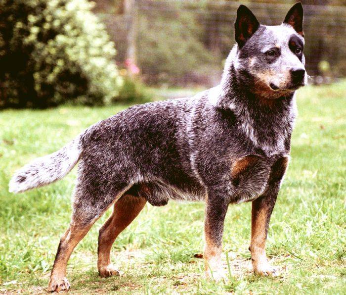 Австралийская пастушья собака | описание, характер, уход. питание