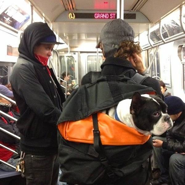 Можно ли ездить в метро с собакой?