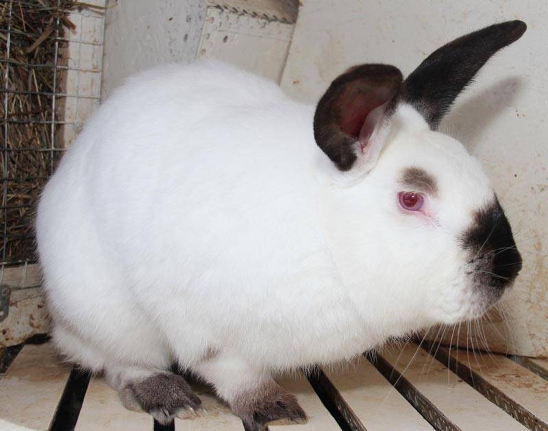 Описание кроликов породы ризен