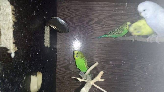 Особенности разведения волнистых попугаев в домашних условиях