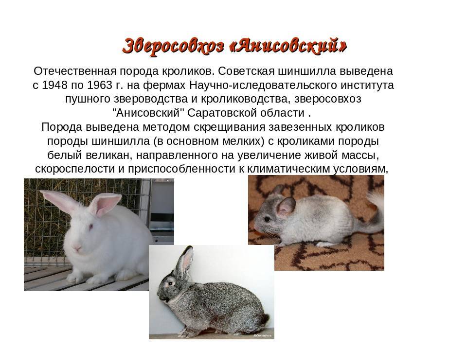 Кролик шиншилла (советская) — описание породы, характеристика и особенности разведения